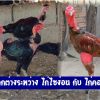 ข้อแตกต่างระหว่าง ไก่ไซง่อน กับ ไก่คอล่อน