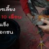 สูตรการเลี้ยงไก่ใหม่ 10 เดือน เพื่อไล่แข็งก่อนออกชน