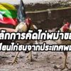 ตำราการคัดเลือกไก่พม่าจากประเทศเพื่อนบ้าน