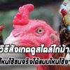 วิธีสังเกตดูสไตล์และวิเคราะห์ไก่ม้าล่อ
