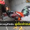 สิ่งที่ควรรู้ สำหรับผู้เลี้ยงไก่ชนพม่า