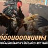 มือใหม่หัดเลี้ยงไก่ชน วิธีการเลี้ยงไก่อ่อนออกชนบ่อนใหญ่