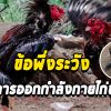 ข้อพึงระวังการออกกำลังกายไก่ชน