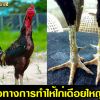 แนวทางการทำให้ไก่เดือยใหญ่ขึ้น  