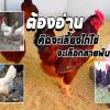 การเลี้ยงไก่ไข่สายพันธุ์ไหนที่เหมาะ ให้ไข่ดก ต้านทานโรคได้ดี