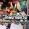 ไก่พม่าใต้หวัน สายพันธุ์ลูกผสมที่น่าจับตามอง แกร่ง ดื้อแข้ง