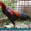 ข้อควรระวังการเลี้ยงไก่ชน ปลายฝน-ต้นหนาว