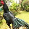 ไก่สีมงคล