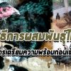 วิธีการผสมพันธุ์ไก่ชน อย่างถูกวิธี