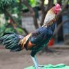 ไก่ชนพม่าที่ดีดูโดดเด่นสง่า