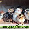 แนวทางการดูแลลูกไก่อย่างถูกวิธี