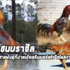 ไก่ชนบราซิลแนวทางการพัฒนาไก่ชนยุคใหม่