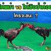 ไก่พม่าเจอไก่เชิงป่าก๋อย ใครจะชนะ?