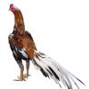 ไก่เหลืองหางขาว มี 6 ชนิด