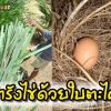 ทำรังไข่ด้วยใบตะไคร้ ป้องกันไรรบกวน