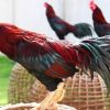 การดูแลไก่ชนตั้งแต่รุ่นเล็ก-รุ่นใหญ่