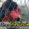 การรักษาอาการไก่ชนง่วงซึม