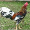 น้ำอาบ ไก่