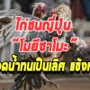 ไก่ญี่ปุ่นหรือซาโมะ อีกสายพันธุ์ที่น่าจับตามอง