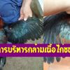 4 เทคนิคการบริหารกล้ามเนื้อไก่ชนเหล่าป่าก๋อย 100