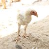 วิธีเลือกพ่อพันธุ์แม่พันธุ์ไก่และการผสมพันธุ์ให้ได้ใข่ไก่คุณภาพ