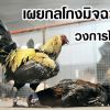 เผยกลโกงมิจฉาชีพวงการไก่ชน