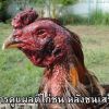 การดูแผลตีไก่ชน หลังชนเสร็จ
