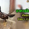 สูตรอาหารลูกไก่ชน ช่วงอายุ 1-2 เดือน  