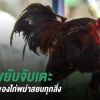 ถอย ขยับ จับเตะ ข้อคิดดีๆ จากการดูไก่ชนเงินล้าน