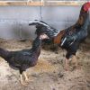ความสำคัญไก่ตัวเมีย