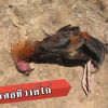  โรคอหิวาต์ในไก่ชนไทย