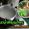 สูตรน้ำสมุนไพรป้องกันโรคอหิวาต์ในไก่ชน