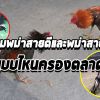 นิยามพม่าสายโชว์กับพม่าสายชน