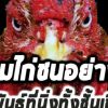  ความรู้เกี่ยวกับไก่ชนเพาะไก่ชนอย่างไรให้ได้ทั้งจิตใจและชั้นเชิงที่ดี