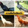 ความเชื่อเรื่องสีของไก่กับคนเลี้ยงว่าถูกโฉลกกันหรือไม่?