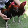 เทคนิคไก่ชนที่ใช้ไม่ได้ จากเทคนิคเหล่าเซียนไก่