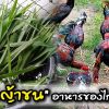 หญ้ามอริชัสหรือหญ้าขน อาหารของไก่ชน