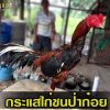 กระแสไก่ชนป่าก๋อย