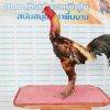 เจ้าสาคลาสสิคชัยยันต์ฟาร์ม