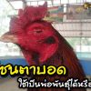 ไก่ชนตาบอด เป็นพ่อพันธุ์ได้หรือไม่?