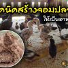 เทคนิคสร้างจอมปลวกให้เป็นอาหารไก่