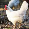 ไก่ไข่พันธุ์ “เล็กฮอร์นขาว”