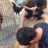 สูตรการเลี้ยงไก่ชนตีแพงเงินล้าน ตามสูตรการเลี้ยง 21 วัน