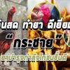 กระชาย สมุนไพรไก่ชนชั้นดี เสริมสร้างความแข็งแรงปรับสมดุลให้ร่างกาย