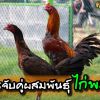 การจับคู่ผสมพันธุ์ไก่ชนพม่า