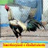 ไก่พม่าที่เก่งๆต้องมี 4 สไตล์ในตัวเดียวกัน