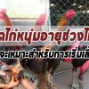  ความรู้เกี่ยวกับไก่ชนการคัดไก่หนุ่มช่วงไหนถึงจะเหมาะกับการเริ่มเลี้ยงเพื่อออกชน