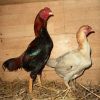 ไก่ชน โมยี ชาโมะ (MOJEE SHAMO) ไก่ชนที่ตัวใหญ่ที่สุดในโลก