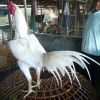 ลักษณะไก่ขาวชี