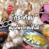 กระเทียม สุดยอดสมุนไพรไทยสำรับไก่ชน